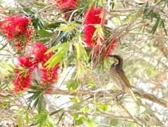 Gavicalis fasciogularis