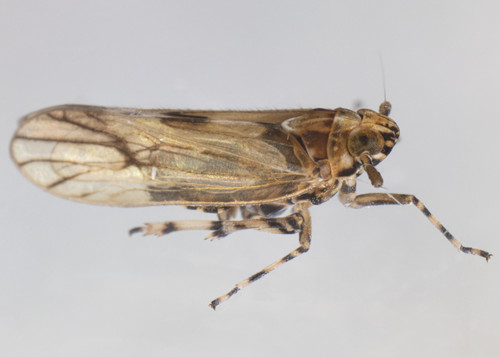 Megamelus palaetus (Van Duzee, 1897)