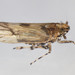 Megamelus palaetus - Photo (c) solomon v. hendrix,  זכויות יוצרים חלקיות (CC BY-NC), הועלה על ידי solomon v. hendrix