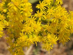 Solidago elongata