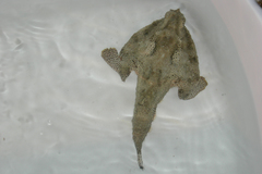 Ogcocephalus cubifrons