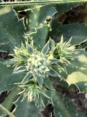 Eryngium nudicaule