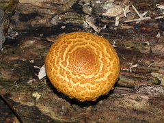 Gymnopilus fulvosquamulosus