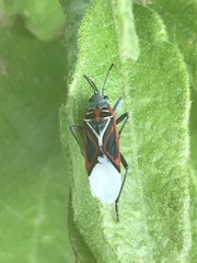 Anochrostomus formosus