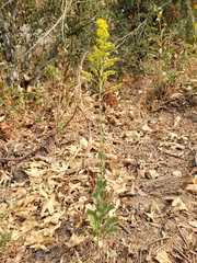 Solidago elongata
