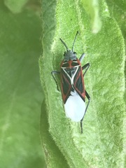 Anochrostomus formosus