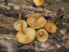 Gymnopilus fulvosquamulosus
