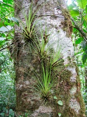 Tillandsia punctulata