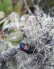 Astylus aulicus