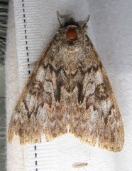 Catocala faustina