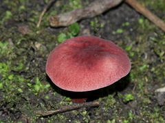 Gyroporus purpurinus
