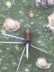 Hesperolabops mexica