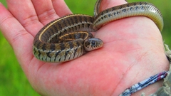 Thamnophis scaliger