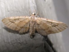 Eupithecia unicolor
