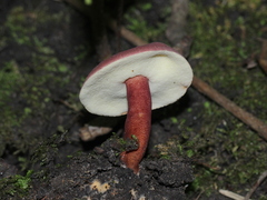 Gyroporus purpurinus