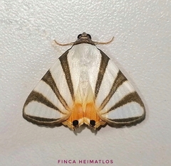 Eulepidotis preclara