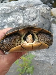 Actinemys marmorata marmorata