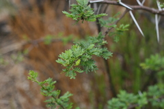 Vachellia natalitia