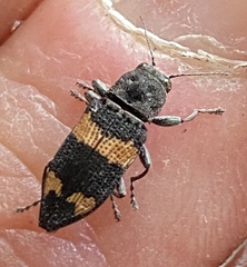 Nascioides olliffi