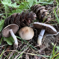 Agaricus comtulus
