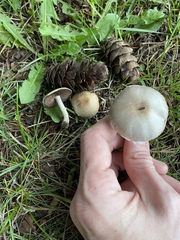 Agaricus comtulus
