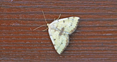 Macaria amboflava