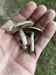 Agaricus comtulus