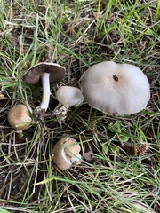 Agaricus comtulus