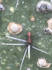 Hesperolabops mexica