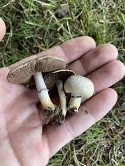 Agaricus comtulus