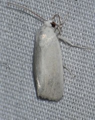 Leucocnemis nivalis
