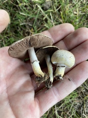 Agaricus comtulus