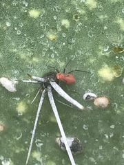 Hesperolabops mexica