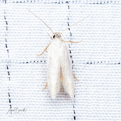 Elachista argentella
