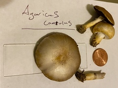 Agaricus comtulus