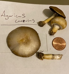 Agaricus comtulus