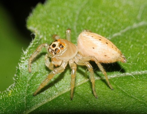Sylvan Jumping Spider