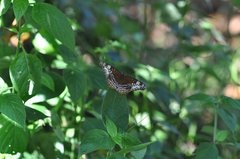 Lebadea martha parkeri