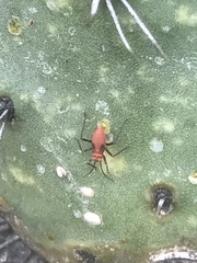 Hesperolabops mexica