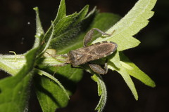Piezogaster scutellaris