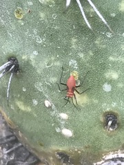 Hesperolabops mexica