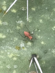 Hesperolabops mexica