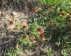 Gaillardia aestivalis