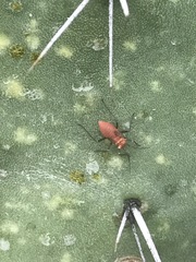 Hesperolabops mexica
