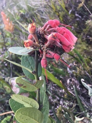 Macleania loeseneriana