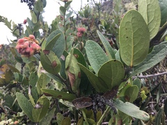 Macleania loeseneriana