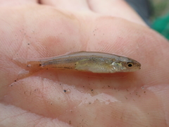 Ptychocheilus oregonensis