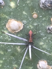 Hesperolabops mexica