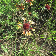Gaillardia aestivalis