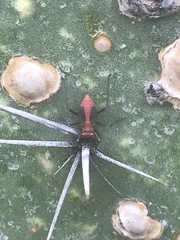 Hesperolabops mexica